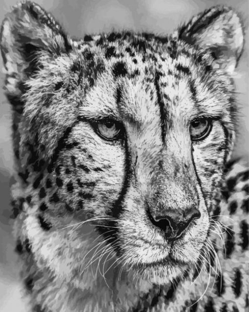 Black And White Cheetah Face Diamond Paintings