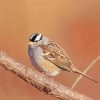 Black And White Head Sparrow Diamond Paintings