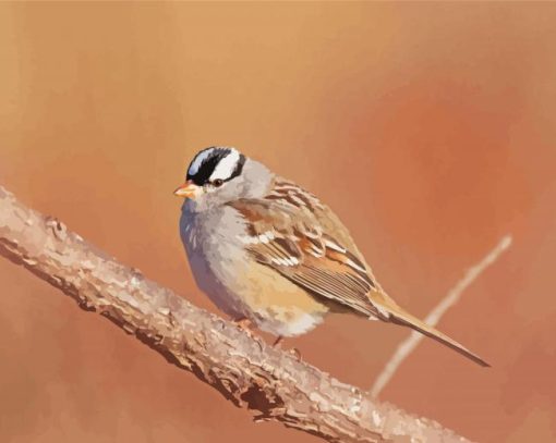 Black And White Head Sparrow Diamond Paintings