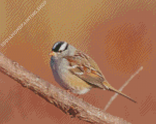 Black And White Head Sparrow Diamond Paintings