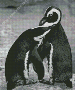 Black And White Penguins Diamond Paintings