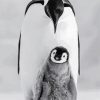 Black And White Penguins Photography Diamond Paintings