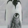 Black And White Penguins Photography Diamond Paintings