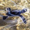 Black Baby Sea Turtle Diamond Paintings