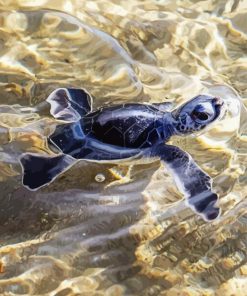 Black Baby Sea Turtle Diamond Paintings