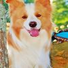 Blonde Border Collie Dog Animal Diamond Painting