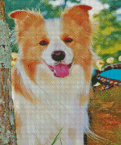 Blonde Border Collie Dog Animal Diamond Painting