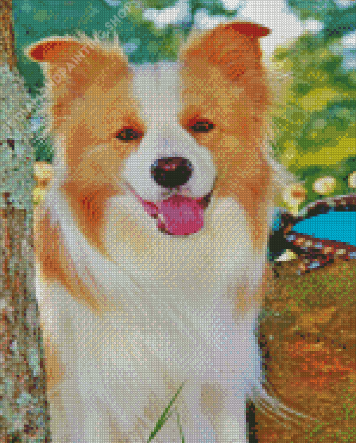 Blonde Border Collie Dog Animal Diamond Painting