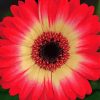 Blooming Red Gerbera Daisy Diamond Paintings