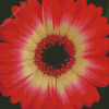 Blooming Red Gerbera Daisy Diamond Paintings