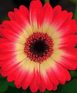 Blooming Red Gerbera Daisy Diamond Paintings