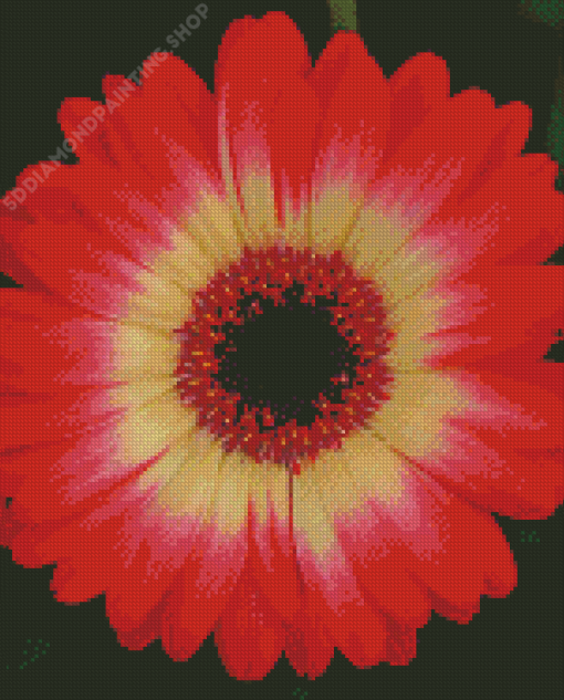 Blooming Red Gerbera Daisy Diamond Paintings