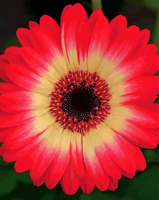 Blooming Red Gerbera Daisy Diamond Paintings