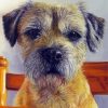 Border Terrier Diamond Painting