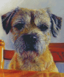 Border Terrier Diamond Painting