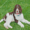 Brown And White Bernedoodle Diamond Paintings