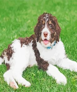 Brown And White Bernedoodle Diamond Paintings