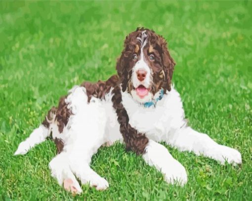 Brown And White Bernedoodle Diamond Paintings