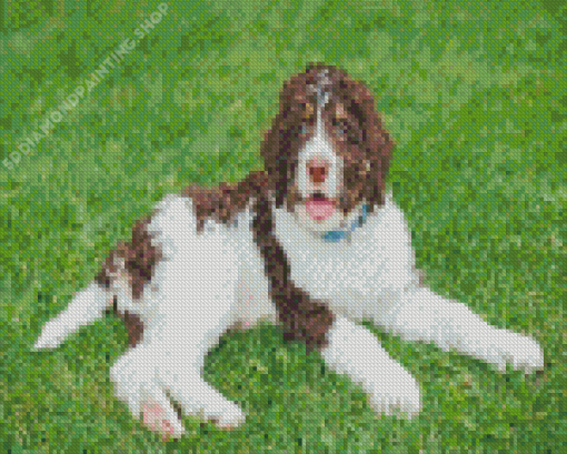 Brown And White Bernedoodle Diamond Paintings