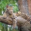 Clouded Leopard On Tree Diamond Painting