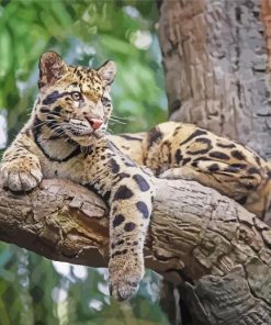 Clouded Leopard On Tree Diamond Painting