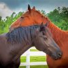 Couple Horses In Love Diamond Paintings