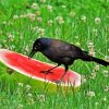 Crows With Watermelon Diamond Painting