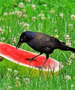 Crows With Watermelon Diamond Painting