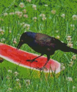 Crows With Watermelon Diamond Painting