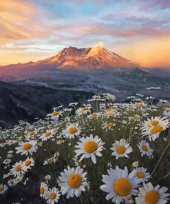 Daisies In Mount St Helens Diamond Painting