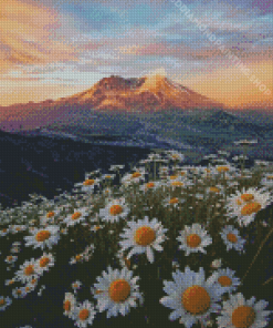 Daisies In Mount St Helens Diamond Painting