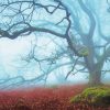 Foggy Forest Tree Diamond Paintings