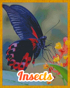 Insects