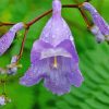 Jacaranda Plants Diamond Painting