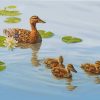 Mallard Duck And Babies Diamond Paintings