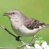 Oklahoma Flycatcher On Flowering Tree Diamond Paintings