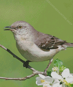 Oklahoma Flycatcher On Flowering Tree Diamond Paintings