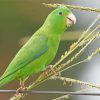 Parrotlet On Stick Diamond Paintings