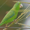 Parrotlet On Stick Diamond Paintings