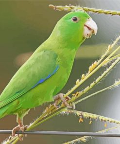 Parrotlet On Stick Diamond Paintings