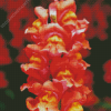 Peachy Snapdragons Diamond Paintings