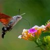 The Hummingbird Hawk Moth Insect Diamond Paintings