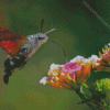 The Hummingbird Hawk Moth Insect Diamond Paintings