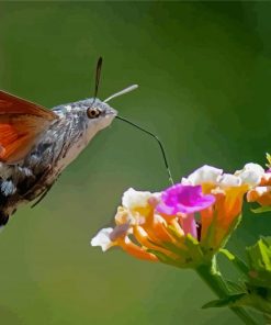 The Hummingbird Hawk Moth Insect Diamond Paintings