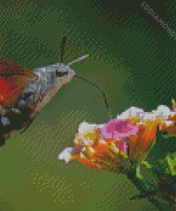 The Hummingbird Hawk Moth Insect Diamond Paintings