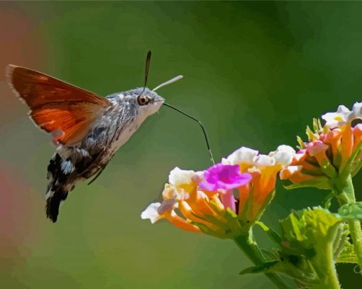 The Hummingbird Hawk Moth Insect Diamond Paintings