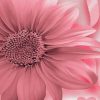 The Pink Sunflower Diamond Painting