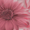 The Pink Sunflower Diamond Painting