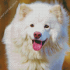 White Finnish Lapphund Diamond Paintings