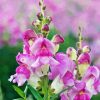 White And Purple Snapdragons Diamond Paintings